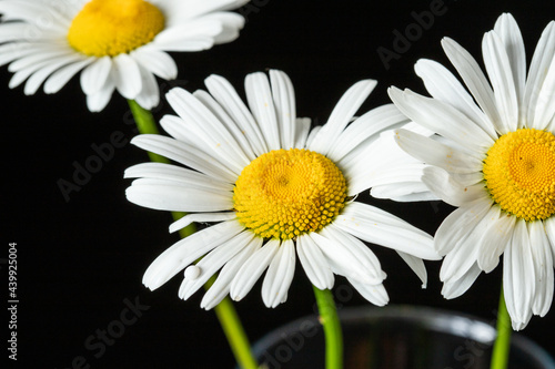 white daisy on black background