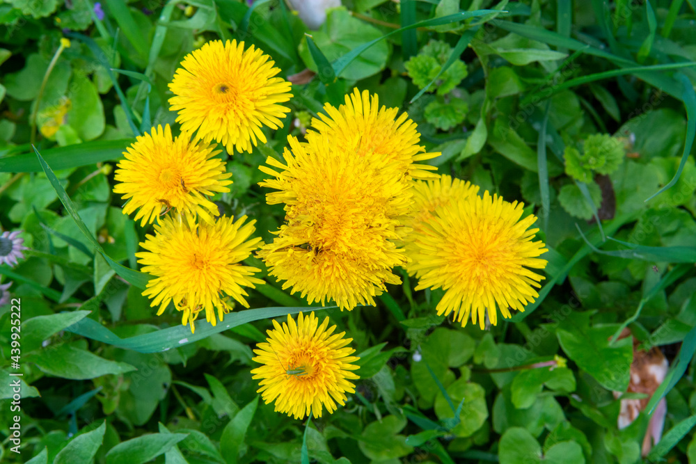 yellow dandelions in the grass yellow dandelions in the grass