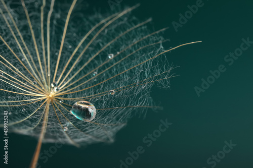 Seed of dandelion flower with water drops on dark green background, closeup. Space for text