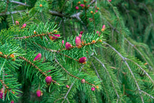 red cones on fir.