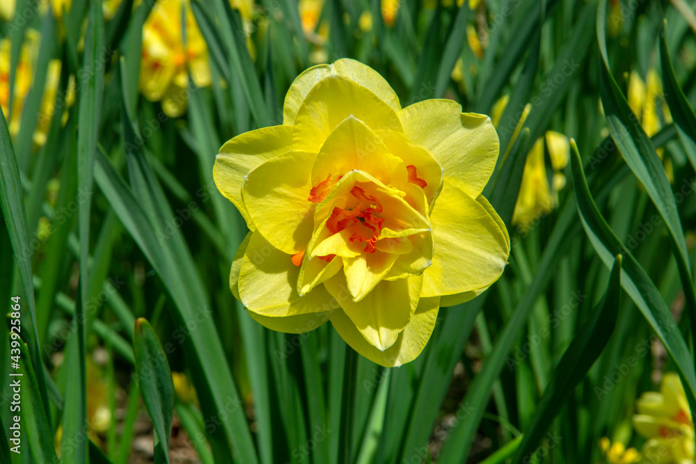 yellow daffodils on grass