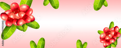 Fototapeta Naklejka Na Ścianę i Meble -  carissa karanda is red ripe multiple fruits on green lush leaves on pink cover background. It have high vitamin very healthy. Design for text space