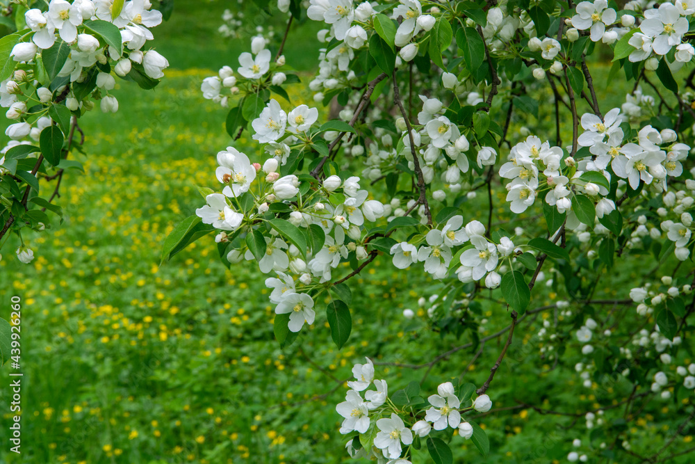 white flowers of apple tree on a background of green grass white flowers of apple tree on a background of green grass
