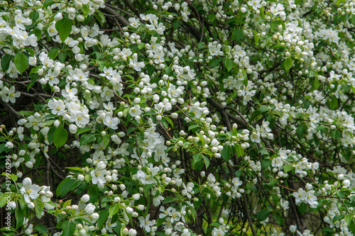 White Apple Flowers.