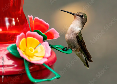 Female RubyThroated Hummingbird Perches on Feeder photo