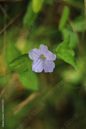 Vertical shot of an asystasia gangetica flower in a field with a blurry background photo