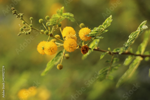 Blooming branch of Vachellia nilotica in a garden under the sunlight with a blurry background photo