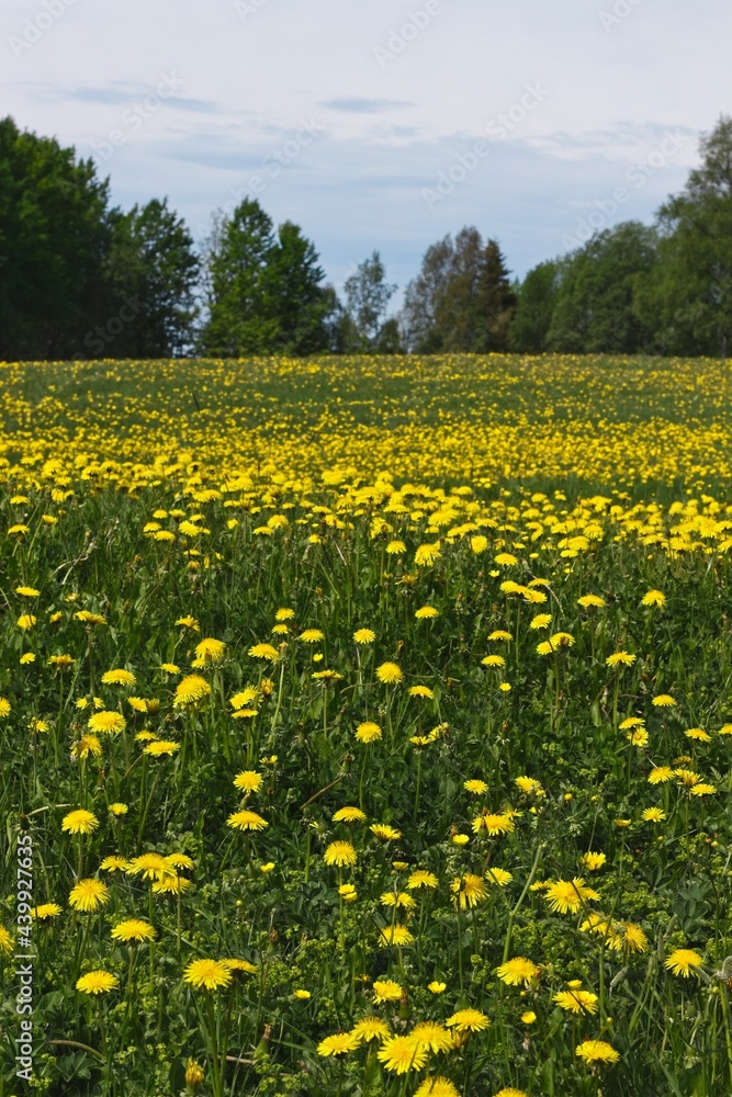 Meadow full of yellow dandelions against trees and a blue sky at Rödön in Sweden