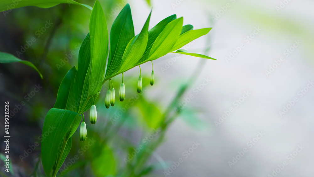 Obraz premium Polygonatum odoratum, Polygonatum officinale, white forest flowers in bloom, springtime wild flowering plant with green leaves on stem. macro nature, natural background, close-up