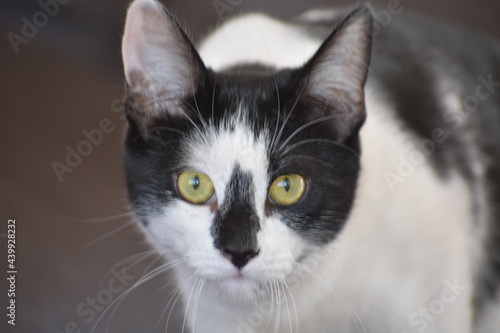 Domestic Cat