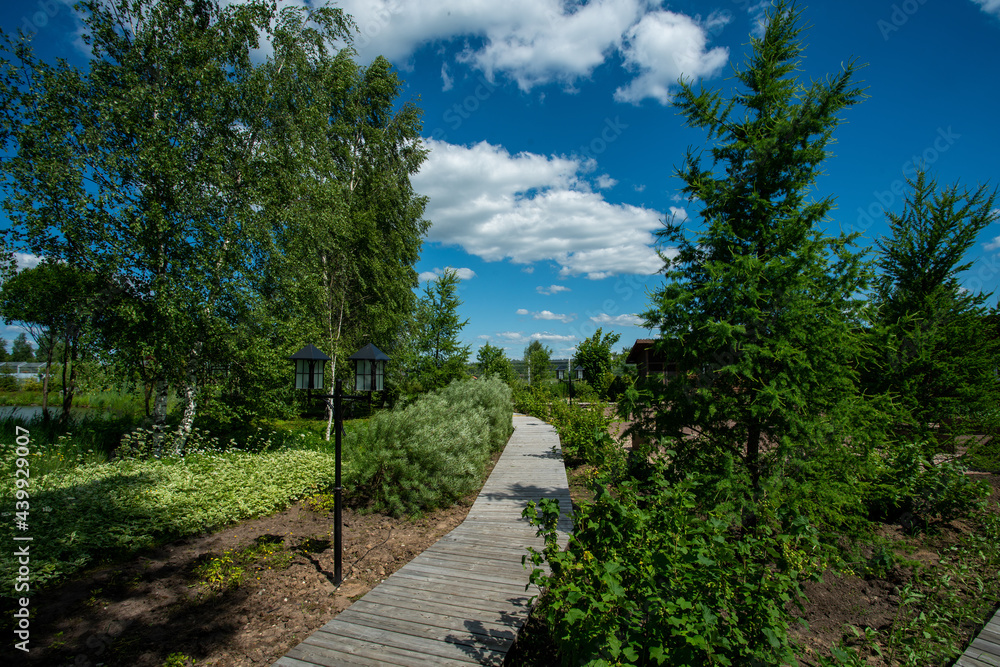 wooden  footpath  bushes and Birch trees  - typical for russian garden