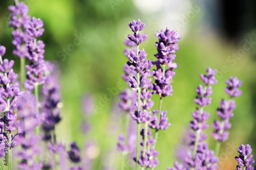 Field of Lavender  Lavandula angustifolia  Lavandula officinalis