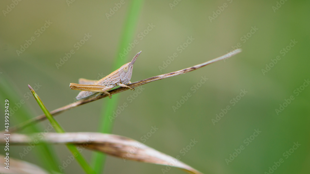 Common field grasshopper resting on a dry stalk of grass. Isolated on light green background. Side view, closeup. Genus species Chorthippus brunneus. macro nature. space for text Common field grasshopper resting on a dry stalk of grass. Isolated on light green background. Side view, closeup. Genus species Chorthippus brunneus. macro nature. space for text