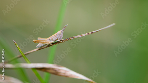 Common field grasshopper resting on a dry stalk of grass. Isolated on light green background. Side view, closeup. Genus species Chorthippus brunneus. macro nature. space for text
