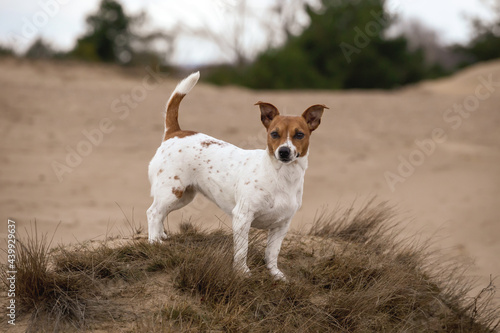 Young Jack Russell Terrier on the sand.