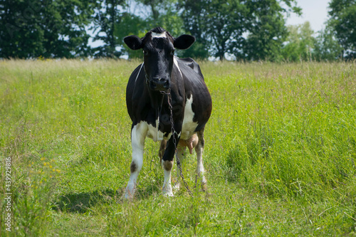 cow. Dairy cow in the pasture. black young cow  stands on green grass. spring day. milk farm. home animal. cattle. the cow is grazing in the meadow. close-up. black and white animal in green grass