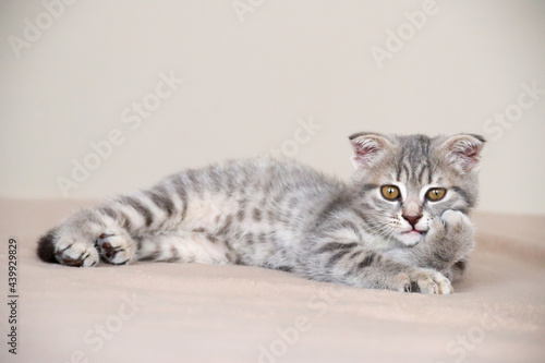 little striped playful kitten playing on bed at home. Healthy adorable domestic pets and cats © Lesya