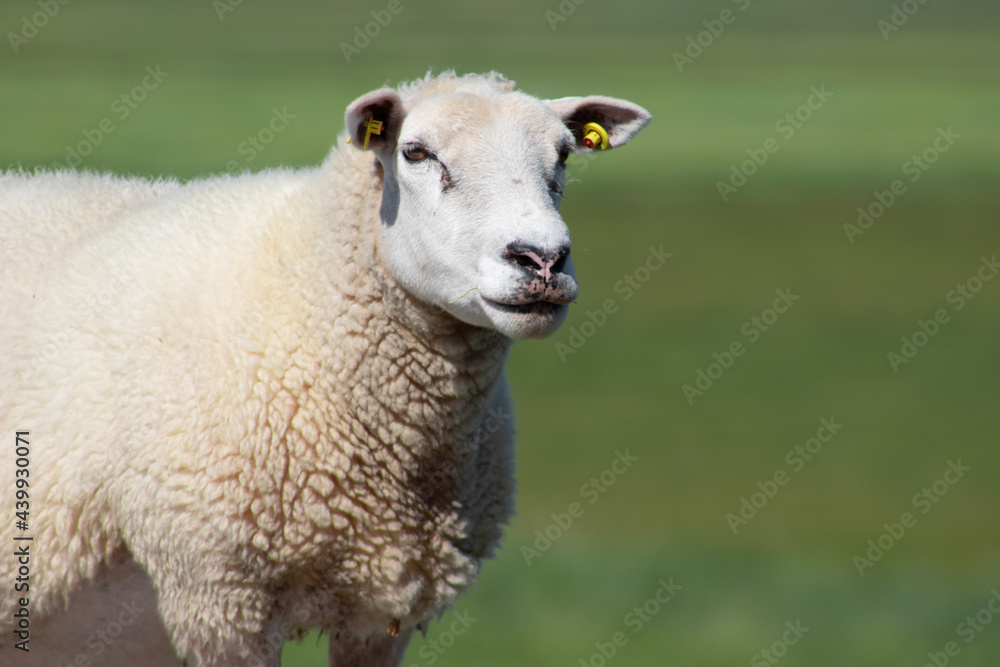 Closeup portrait of isolated dike sheep on blurred green farm background looking at the camera, selective focus, copy space for text Closeup portrait of isolated dike sheep on blurred green farm background looking at the camera, selective focus, copy space for text