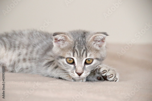 little striped playful kitten playing on bed at home. Healthy adorable domestic pets and cats