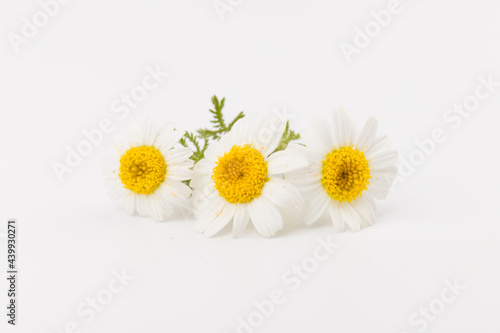 chamomile or daisies with leaves isolated on white background. Top view. Flat lay