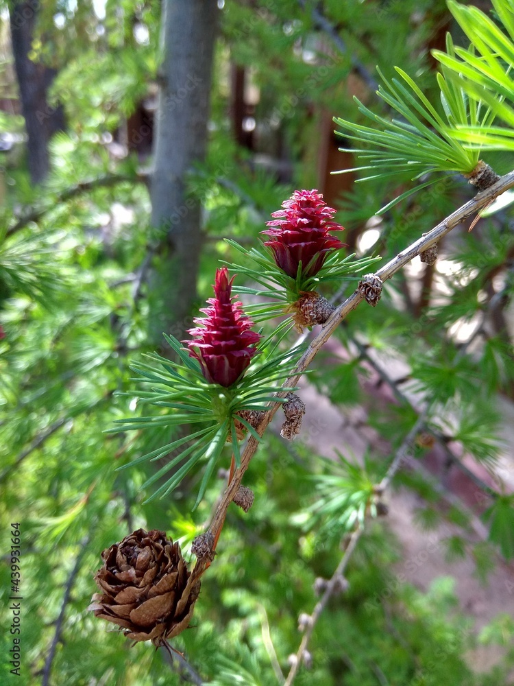 Larch tree green branches. Larix plant twigs and leaves. The genus of woody plants of the Pine family. Larch or larix tree branches with delicate needle-like green leaves. Twigs with cones. Larch tree green branches. Larix plant twigs and leaves. The genus of woody plants of the Pine family. Larch or larix tree branches with delicate needle-like green leaves. Twigs with cones.
