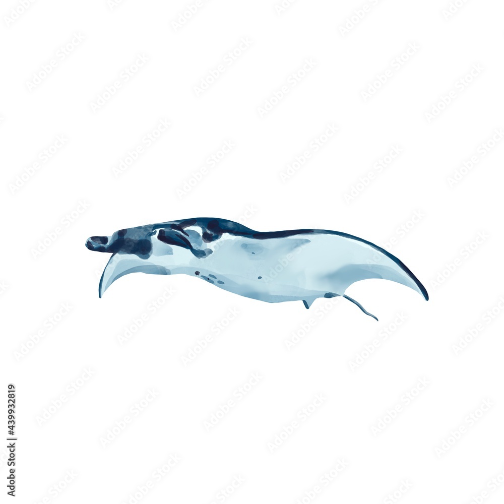 Watercolor illustration of manta ray on a white background. Realistic underwater sea and ocean wild animal.