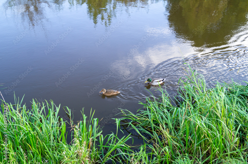 Fototapeta premium ducks swim on the lake on a sunny day