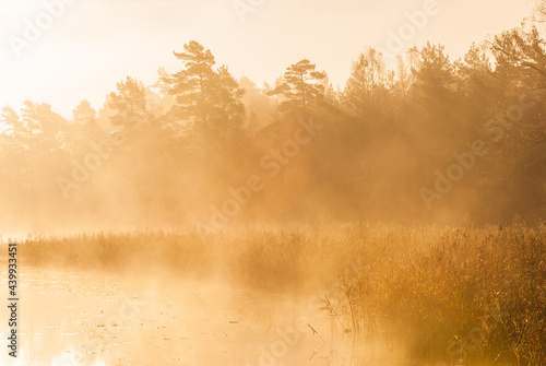 Mist at still lake at sunrise