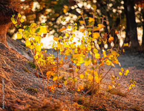 Nice autumnal scene