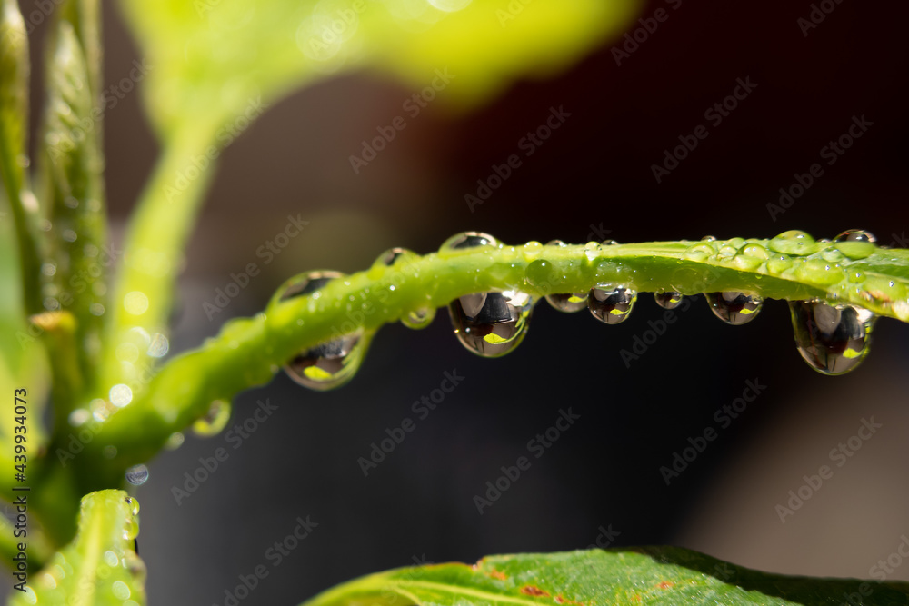 rain dew drops on a green plant, rain concept rain dew drops on a green plant, rain concept