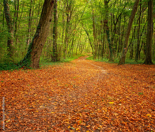 Nice autumnal scene in the ...