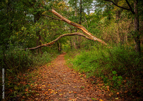 Nice autumnal scene in the ...