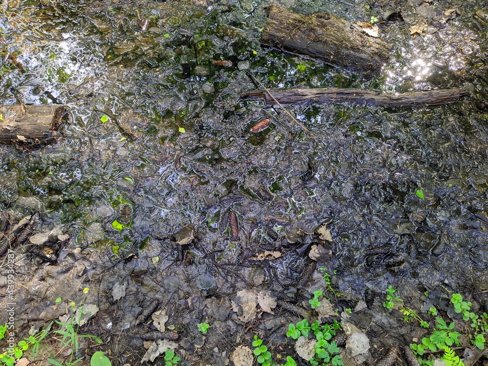 drying river in the forest in the daytime in summer. drying river in the forest in the daytime in summer.
