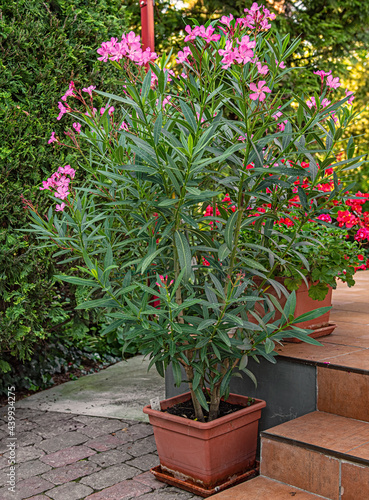 Nice oleander in the garden in summer