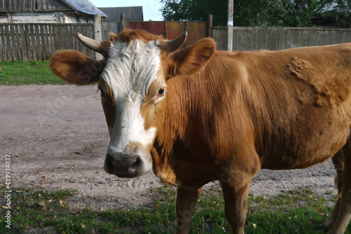 brown calf with horns stands in the village on the road