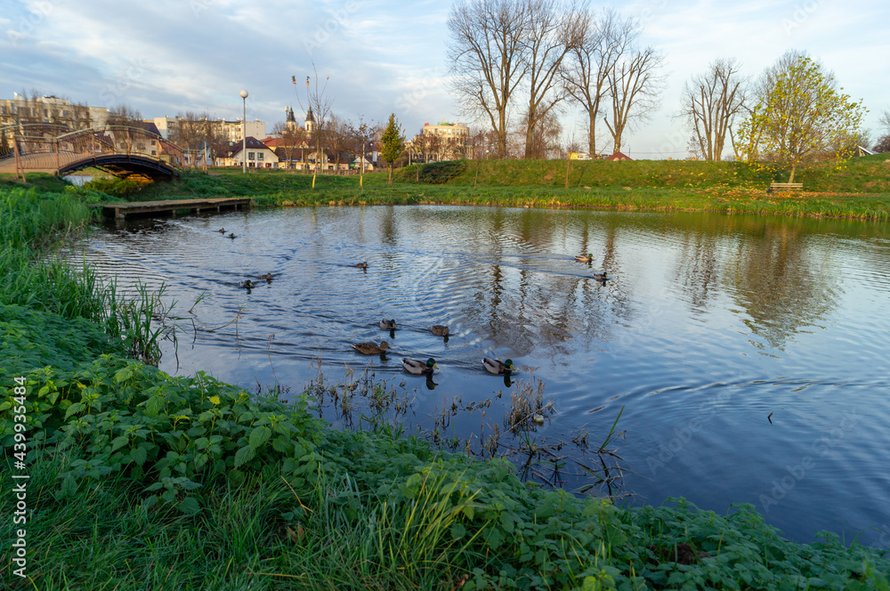 Fototapeta premium landscape with river and ducks and sky