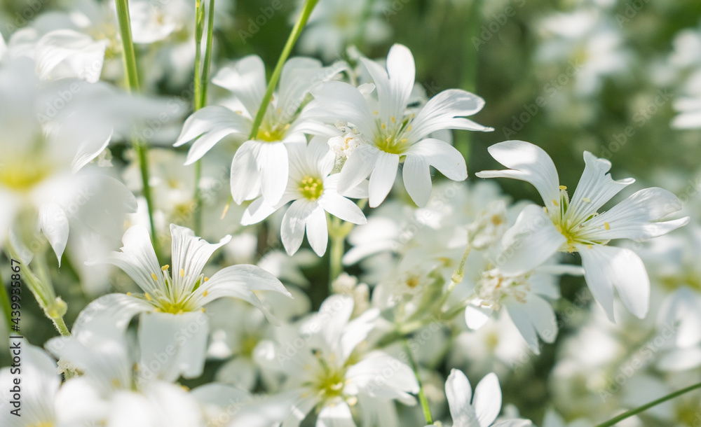 white flowers blooming in spring white flowers blooming in spring