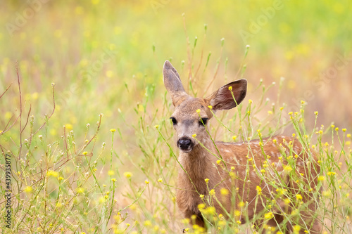 Santa Barbara California Widlife, Baby Deer © Dylan