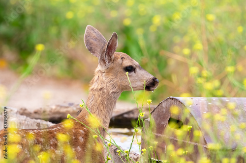 Baby Deer, California Wildlife © Dylan