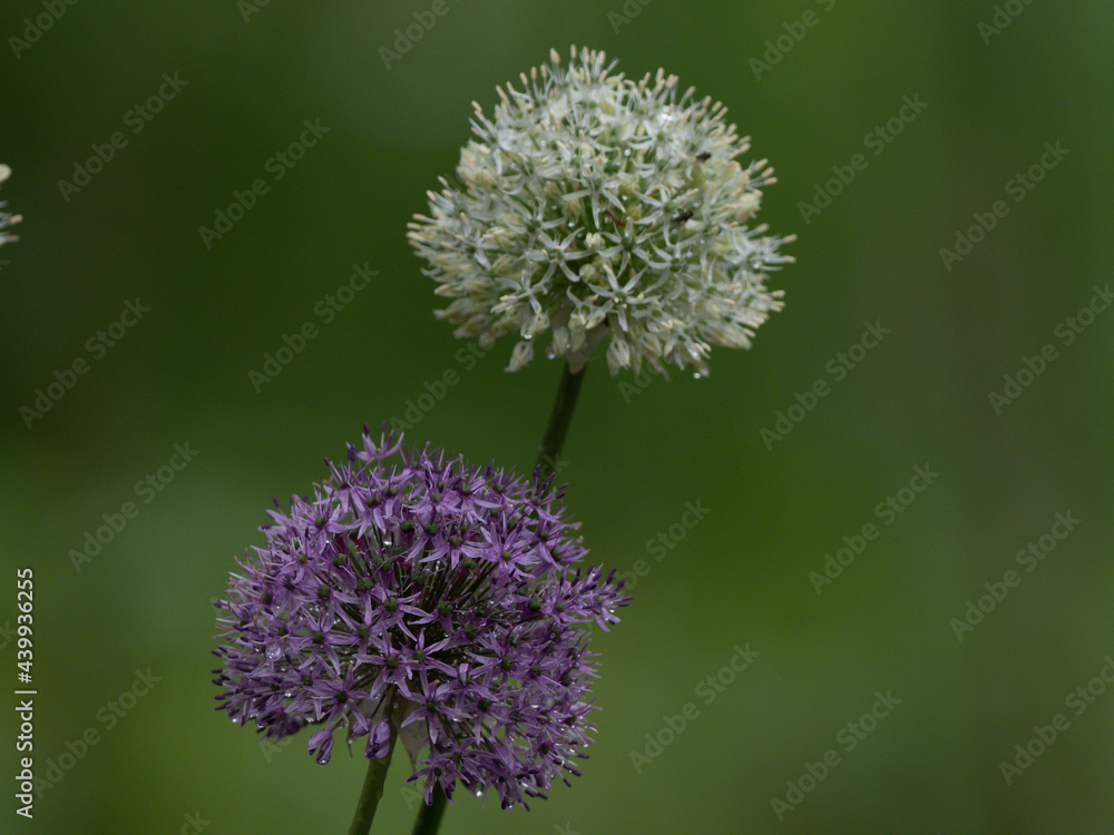 Zwiebelblüte Zwiebelblüte