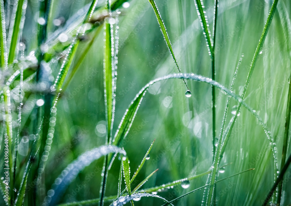 Fresh green spring or summer grass with dew water drops in the morning. Foggy morning. Art natural fresh background. Fresh green spring or summer grass with dew water drops in the morning. Foggy morning. Art natural fresh background.