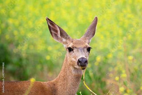 Fototapeta Naklejka Na Ścianę i Meble -  Deer With Algae in Mouth from Water Trough, Santa Barbara Wildlife