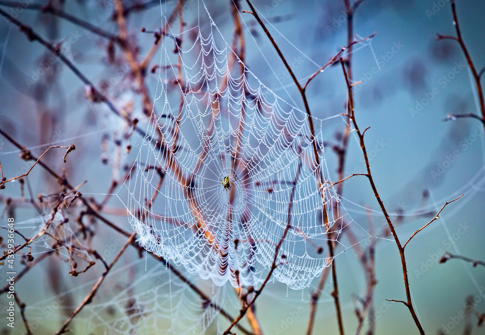 Close up abstract art macro photography of cobweb or spiderweb with rain or dew water drops in the morning fog. Natural abstract background.