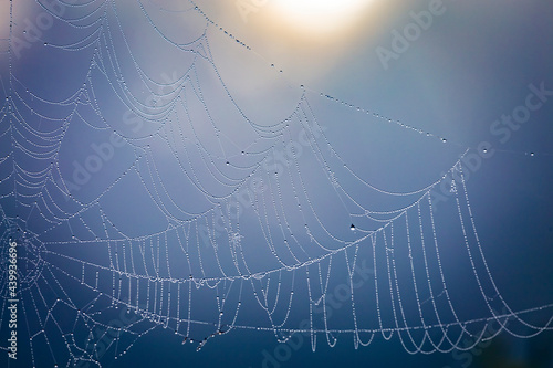 Close up abstract art macro photography of cobweb or spiderweb with rain or dew water drops in the morning fog. Natural abstract background.