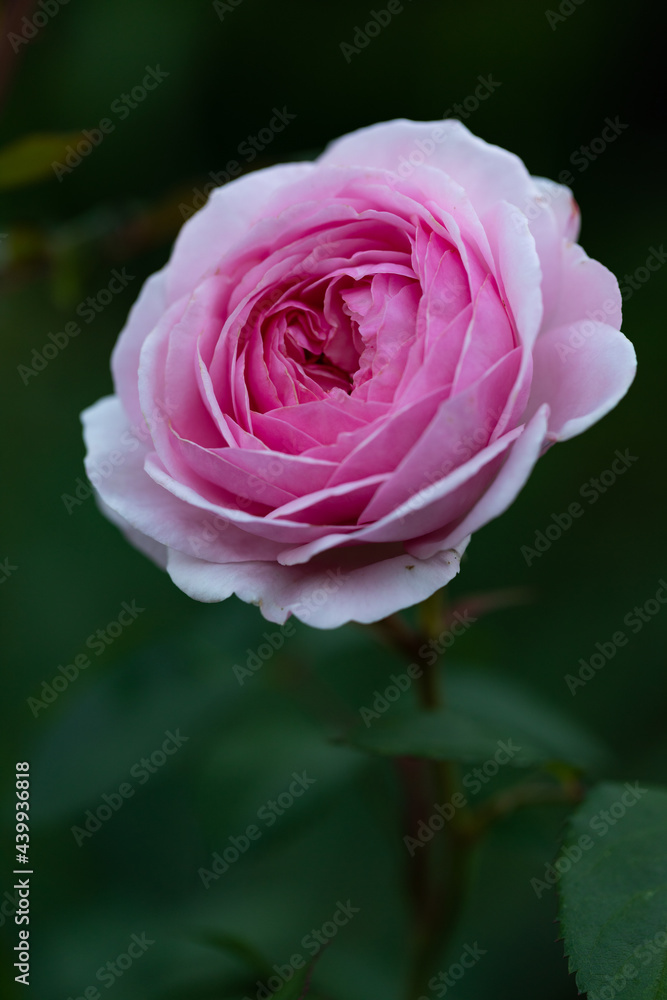 Blooming rose on a natural green background. Summer background. Beautiful delicate pink rose. Blooming rose on a natural green background. Summer background. Beautiful delicate pink rose.