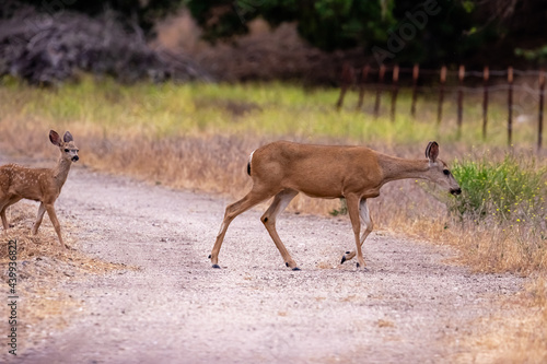 Baby Deer Crossing Road in Los Olivos California