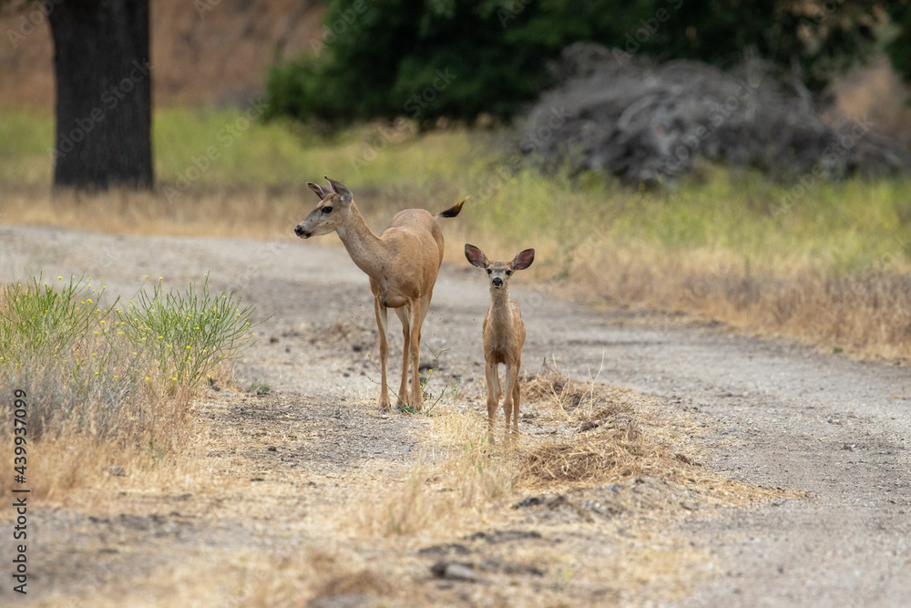 Deer on Dirt Road on Ranch in California Deer on Dirt Road on Ranch in California