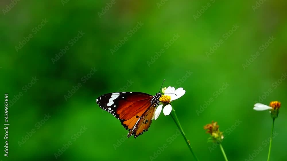 HD 1080p super slow Thai butterfly in pasture flowers Insect outdoor nature green backgound HD 1080p super slow Thai butterfly in pasture flowers Insect outdoor nature green backgound