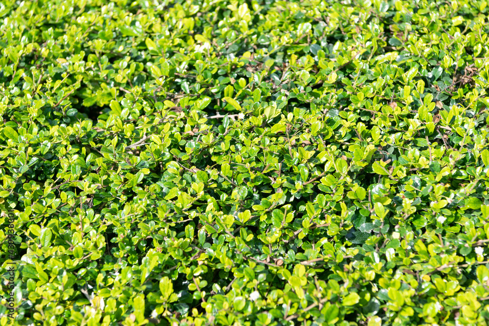 Green shrub branches with fresh new leaves foliage natural background, shrubbery Green shrub branches with fresh new leaves foliage natural background, shrubbery