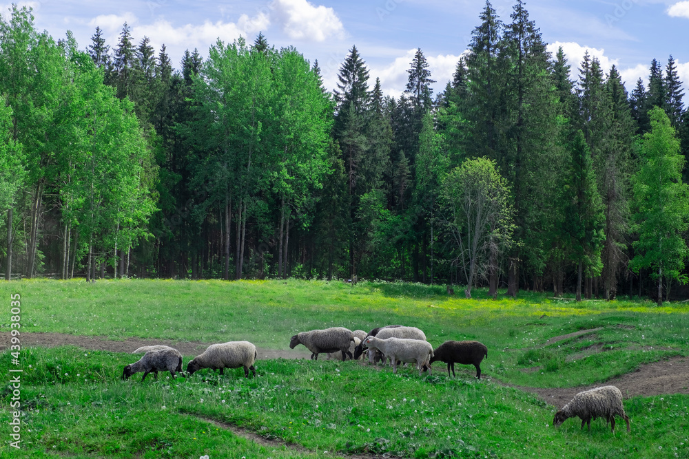 Fototapeta premium A group of farm sheep graze in the pasture against the backdrop of the forest. Countryside, farm animals. Selective focus.